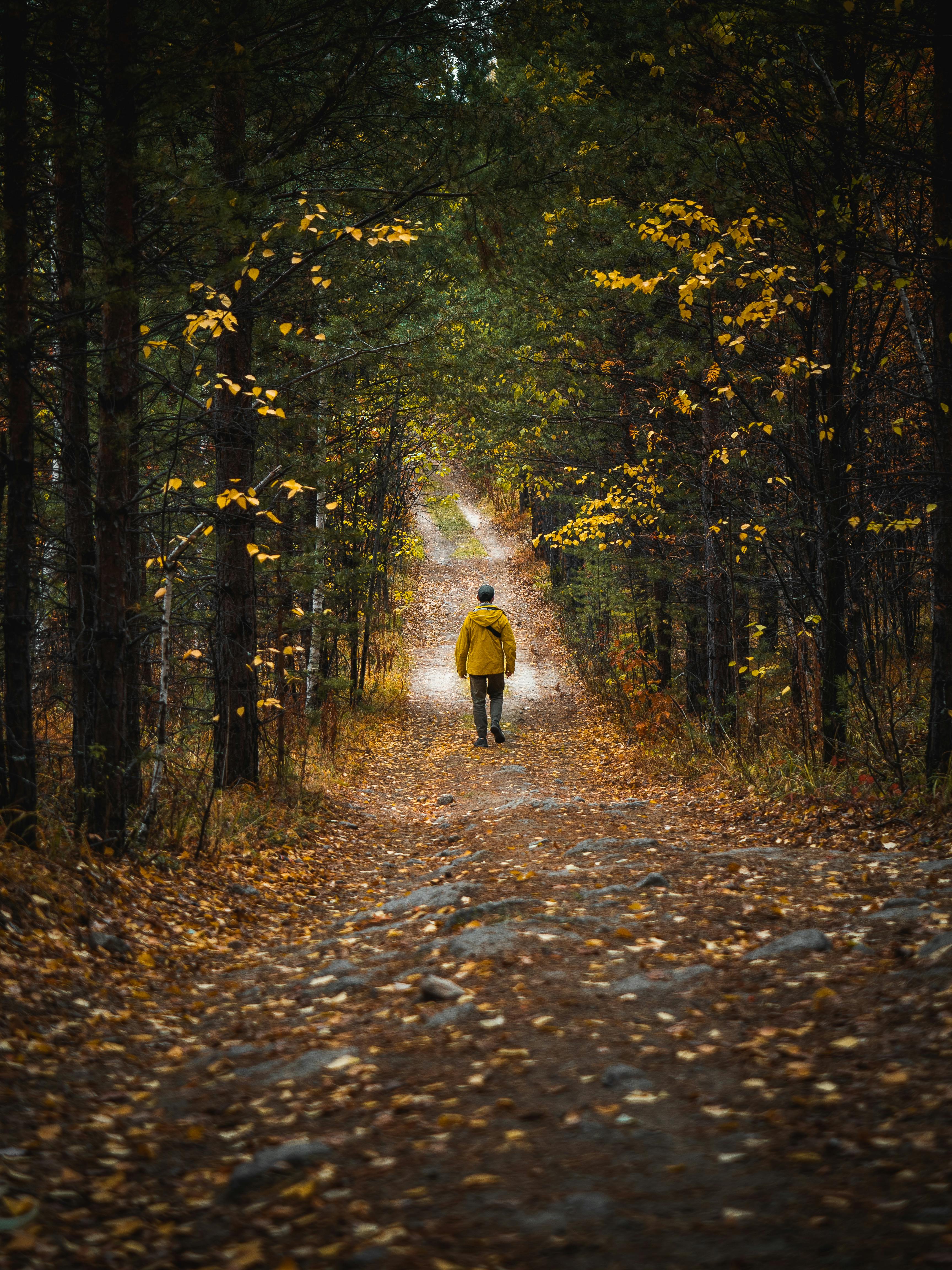 Person walking down a treelined path